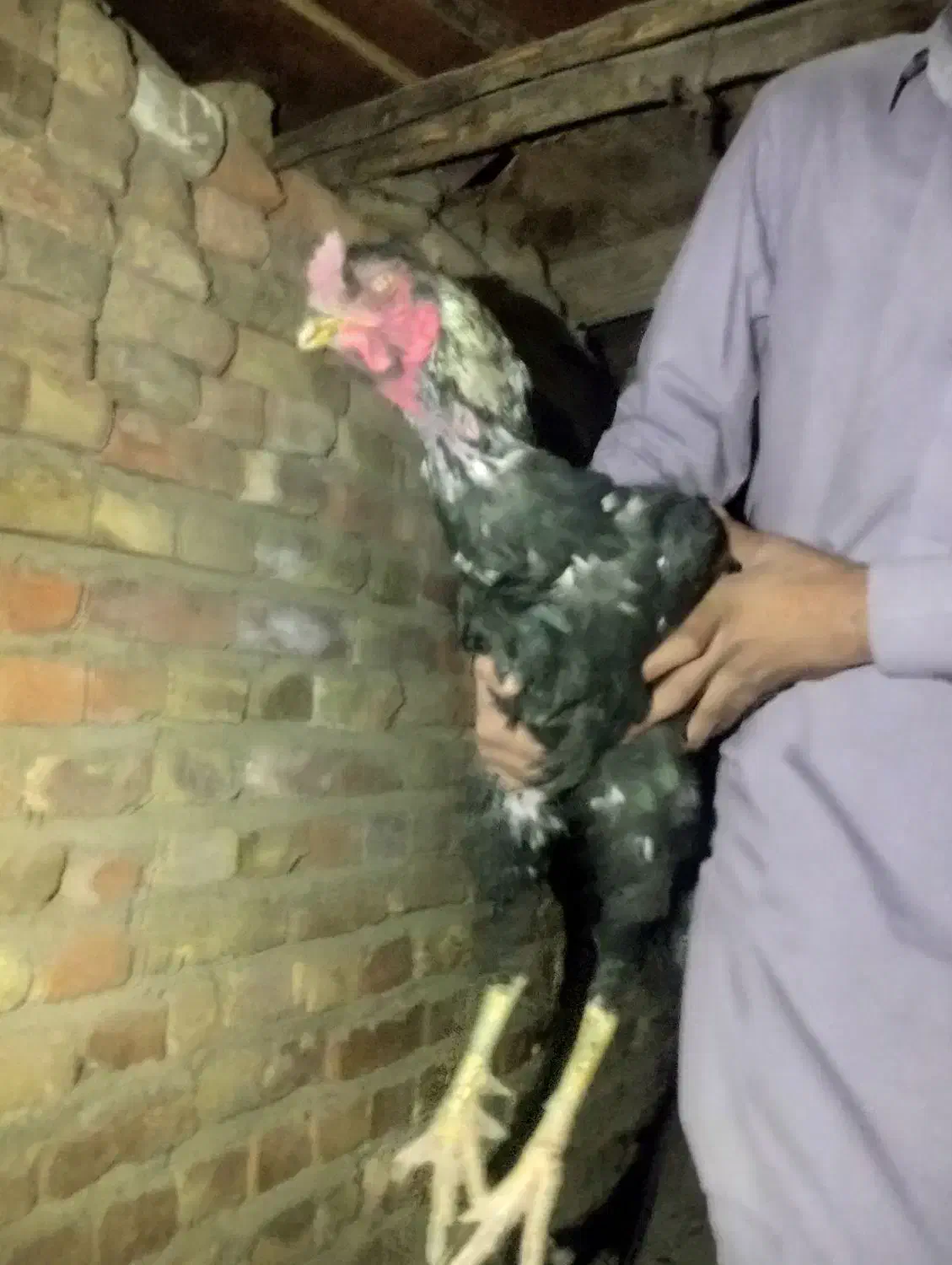 مرغ و خروس|حیوانات مزرعه|خاش, |دیوار