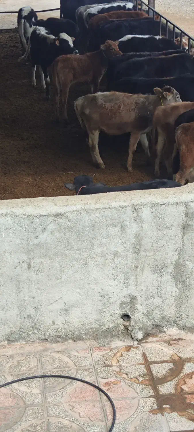 گوساله نر داشتی|حیوانات مزرعه|دینور, |دیوار