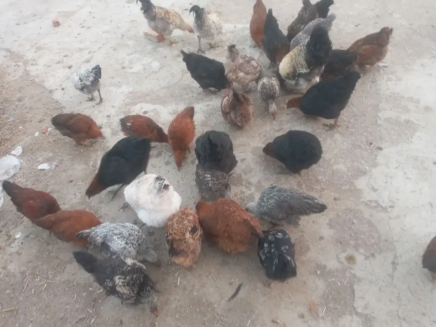 جوجه ومرغ محلی|حیوانات مزرعه|نوشین شهر, |دیوار