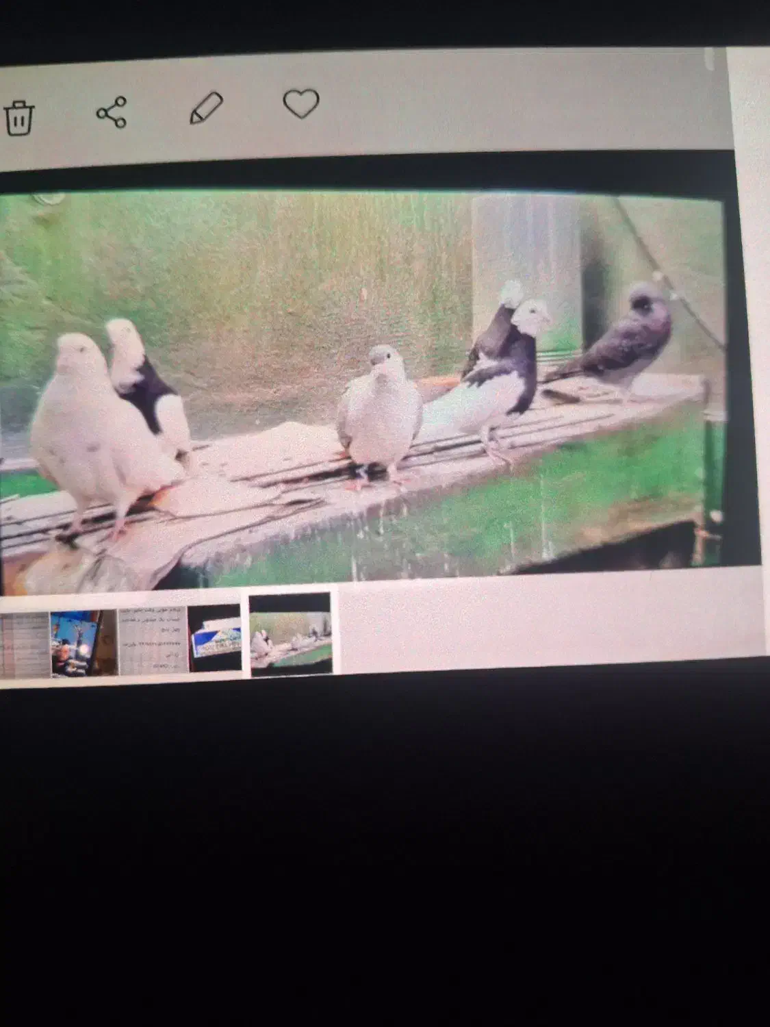 ۳ جفت کبوتر|پرنده|تهران, زرکش|دیوار