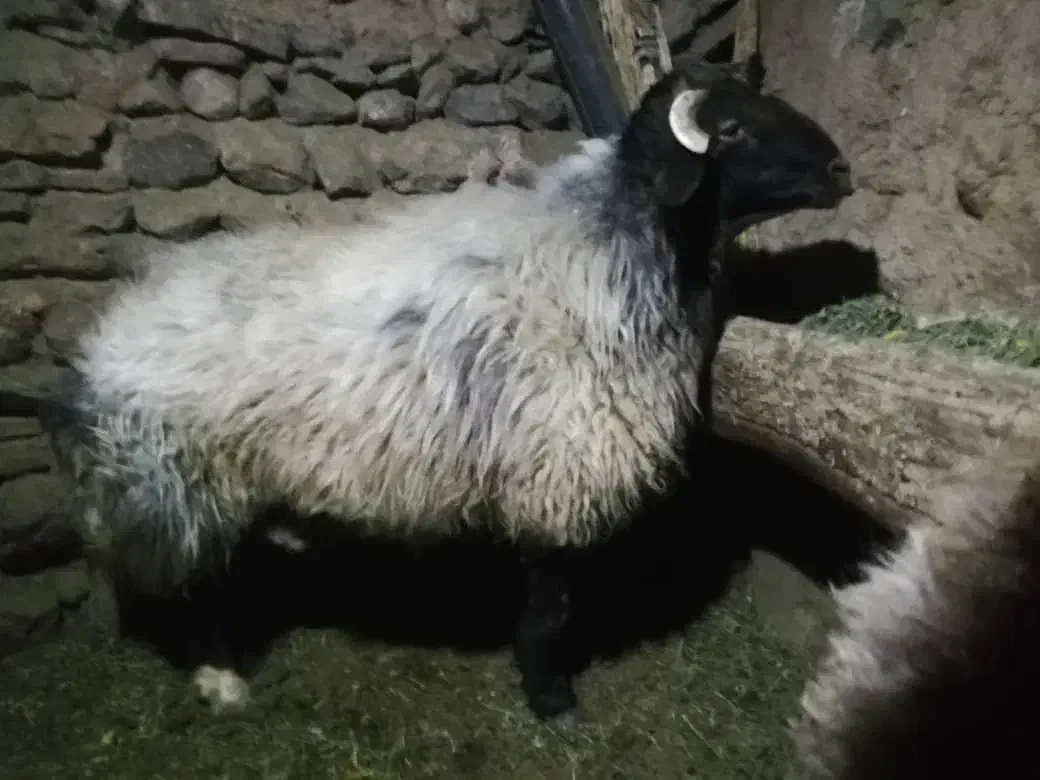 قوچ افشاری درجه یک|حیوانات مزرعه|خانمیرزا, |دیوار