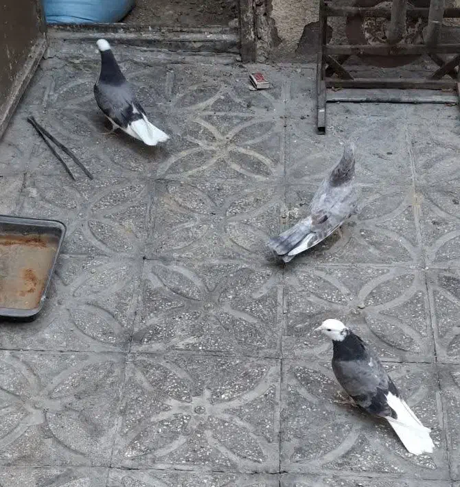 کفتر|پرنده|قرچک, میرزائی شمالی|دیوار