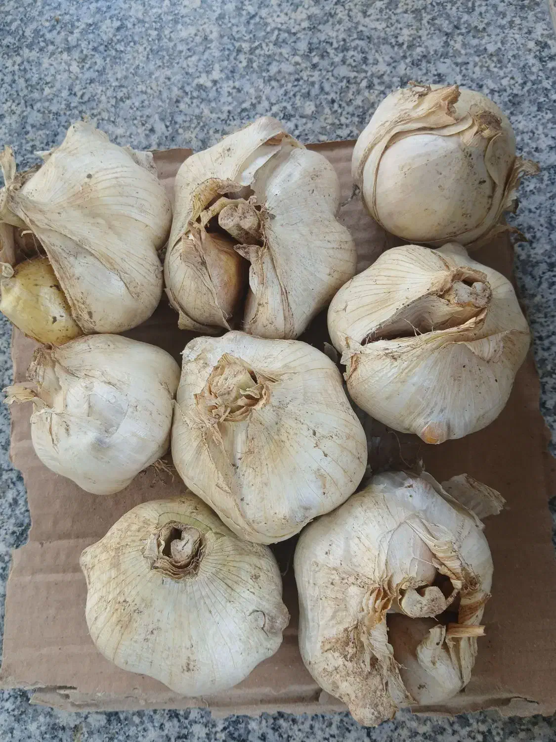 فروش موسیر ارگانیک|خوردنی و آشامیدنی|نکا, |دیوار