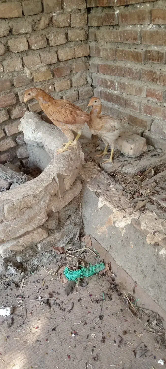 جوجه لاری|حیوانات مزرعه|گرگان, |دیوار