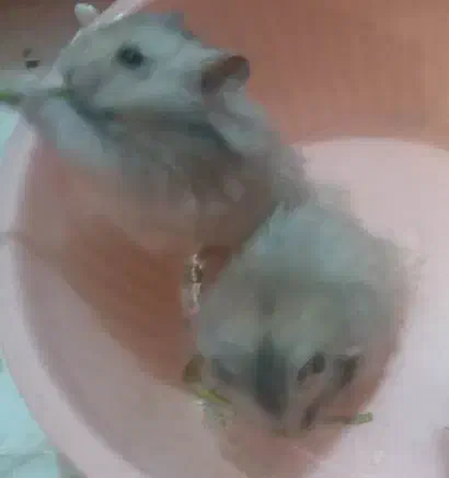 همسترهای بانمک و فشن|موش و خرگوش|شیراز, فرگاز|دیوار