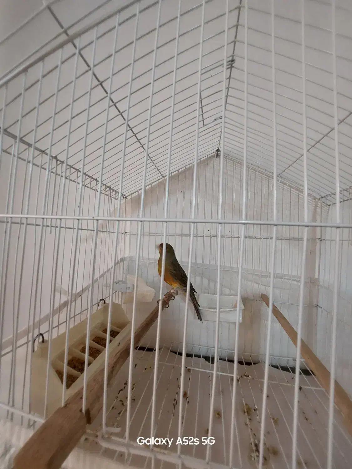 فروش قناری ابلغ|پرنده|رشت, صفاری|دیوار