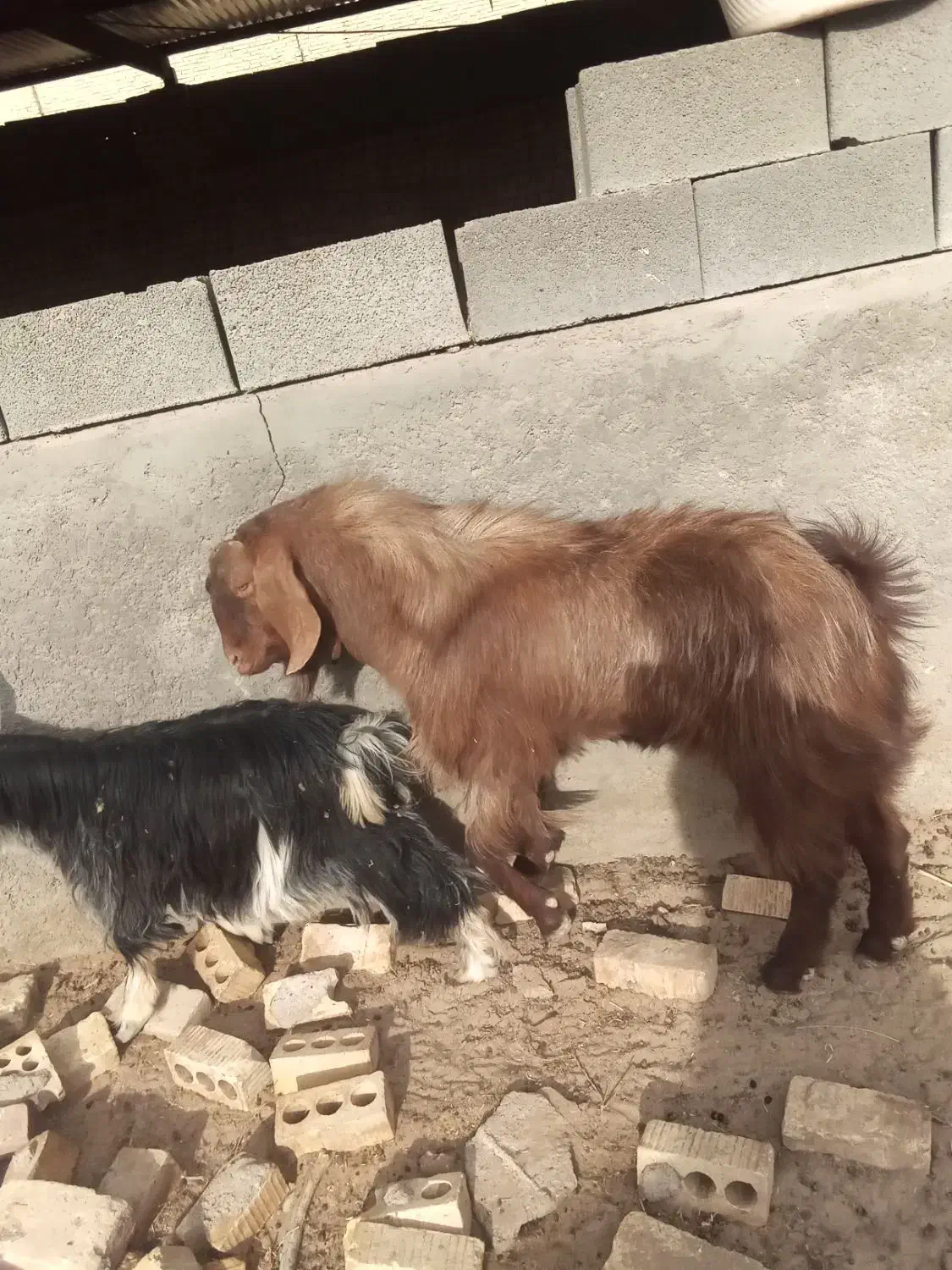 بز و میش و بره|حیوانات مزرعه|یزد, |دیوار