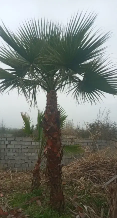 درخت پالم بزرگ 7متری|گل و گیاه طبیعی|رودسر, |دیوار