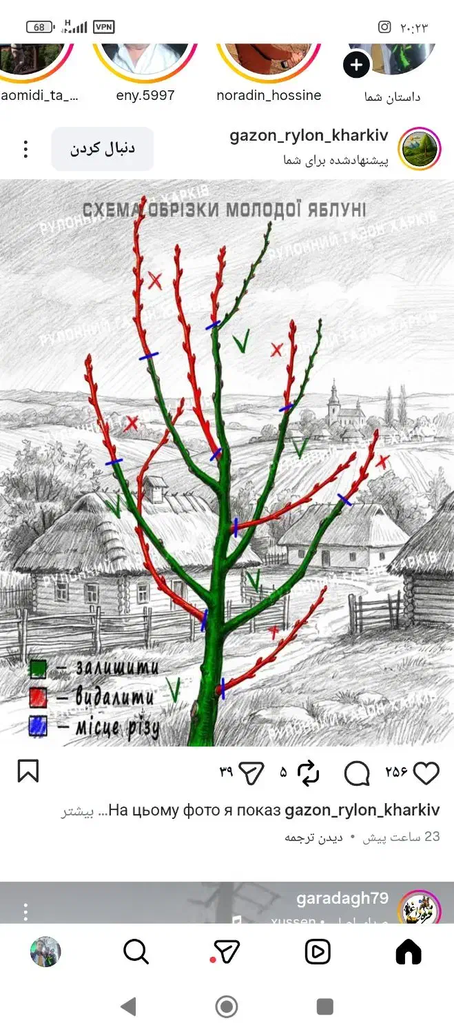 هرس کاری|خدمات باغبانی و درختکاری|تبریز, |دیوار