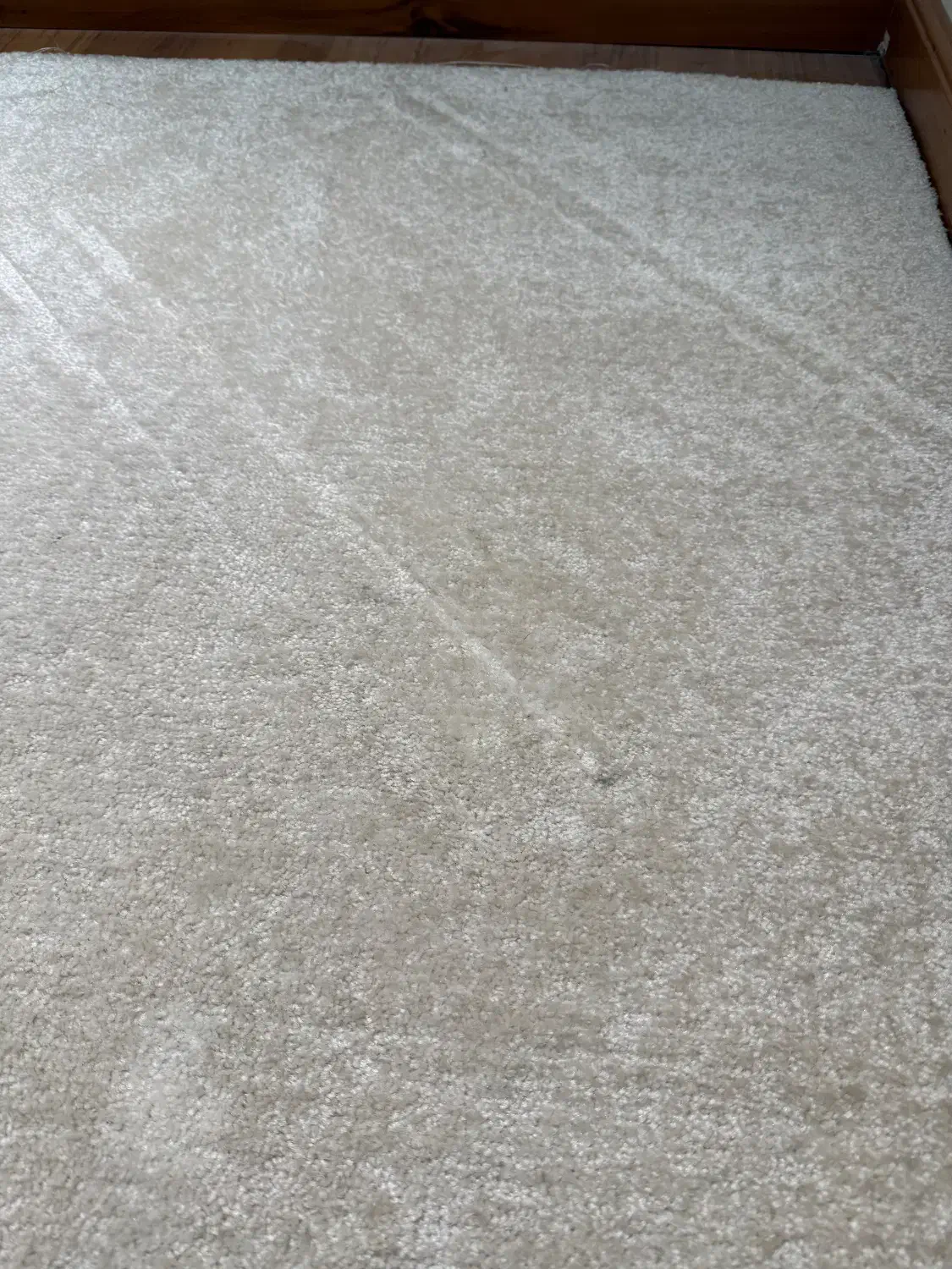 موکت سفید صدفی|موکت|تهران, فرمانیه|دیوار