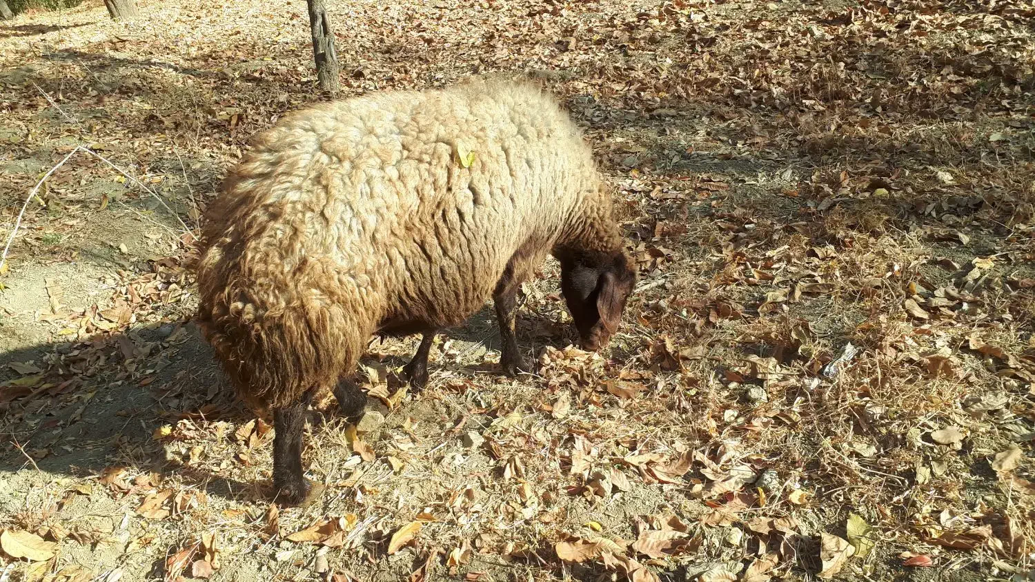 گوسفند رومانوف و مهربانی اصیل|حیوانات مزرعه|سنندج, |دیوار