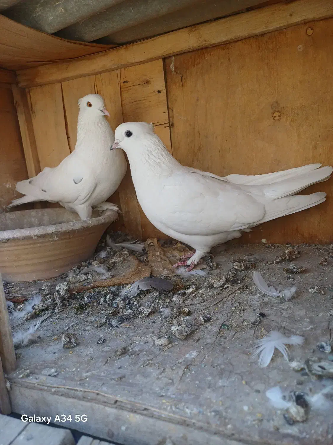 کفتر زیبا پرشی|پرنده|ملارد, |دیوار