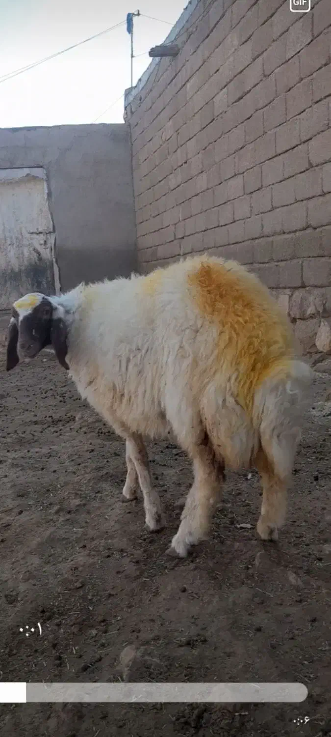 بره سنجابی دوری|حیوانات مزرعه|گوآور, |دیوار