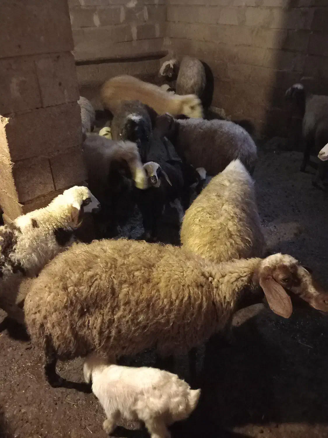 میش و بره|حیوانات مزرعه|صحنه, |دیوار