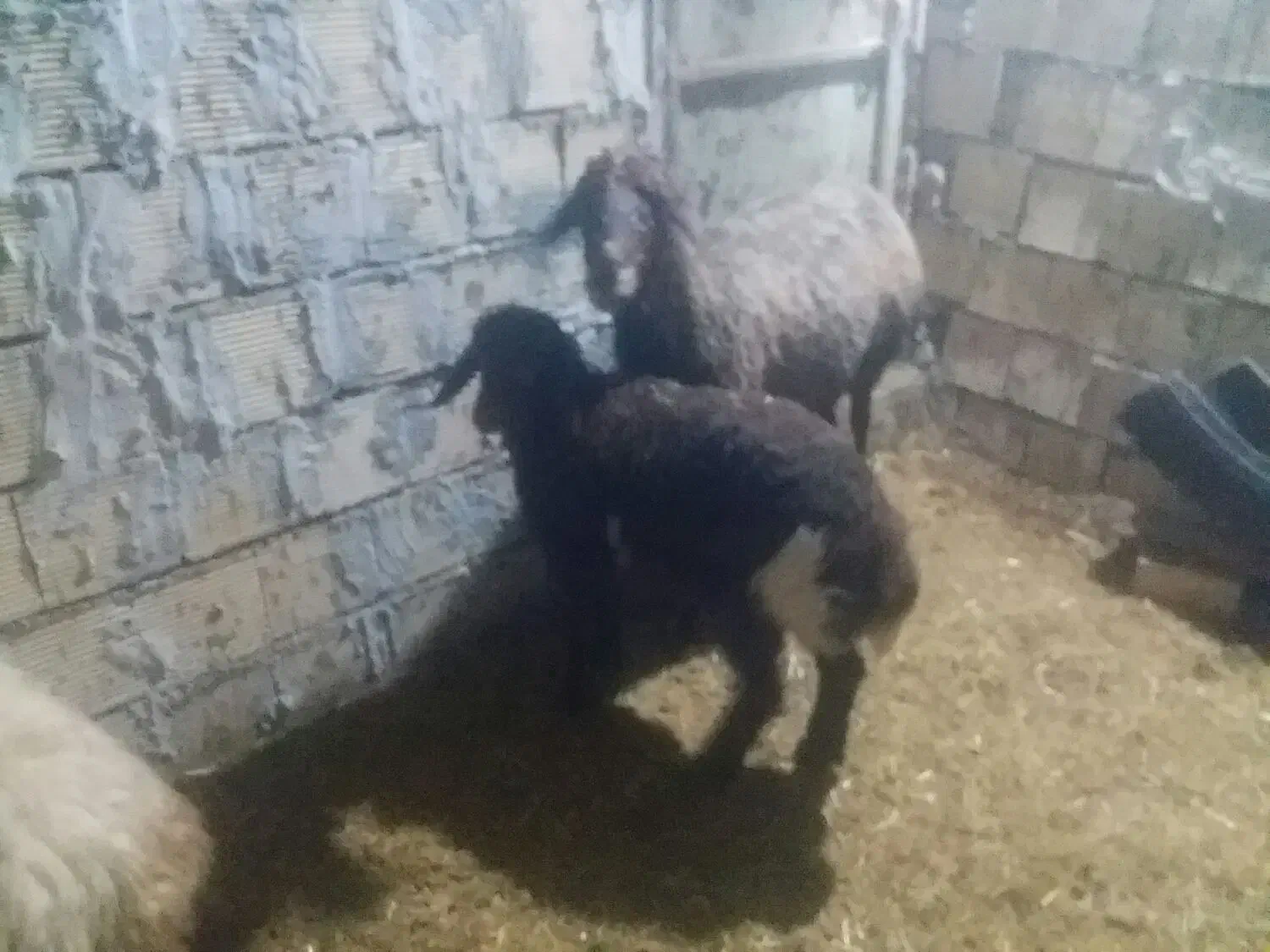 سلام دوعددمیش بره جوان سالم|حیوانات مزرعه|کوهدشت, |دیوار