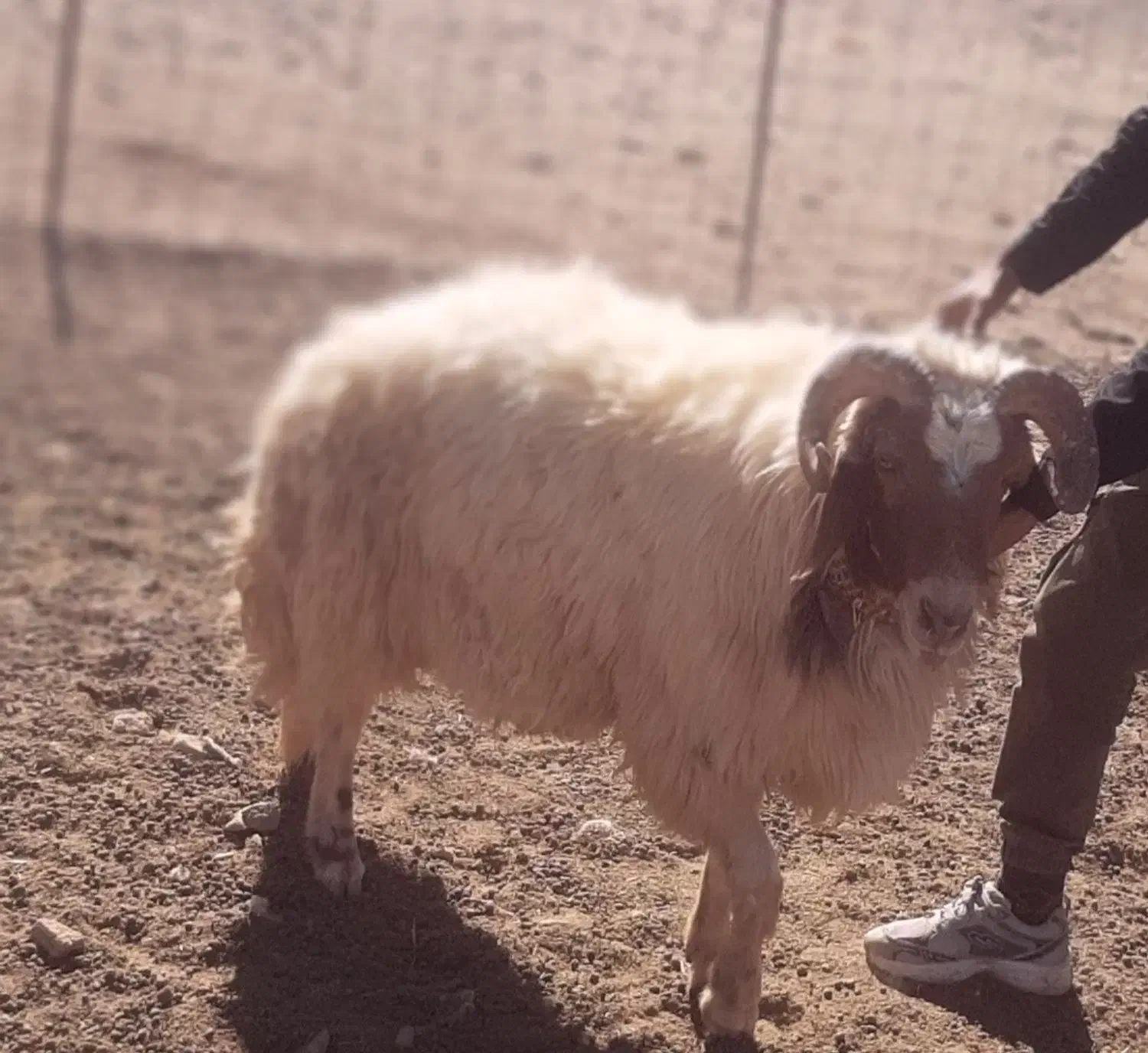 یک قوچ کوردی ۳سال|حیوانات مزرعه|زرین آباد, |دیوار