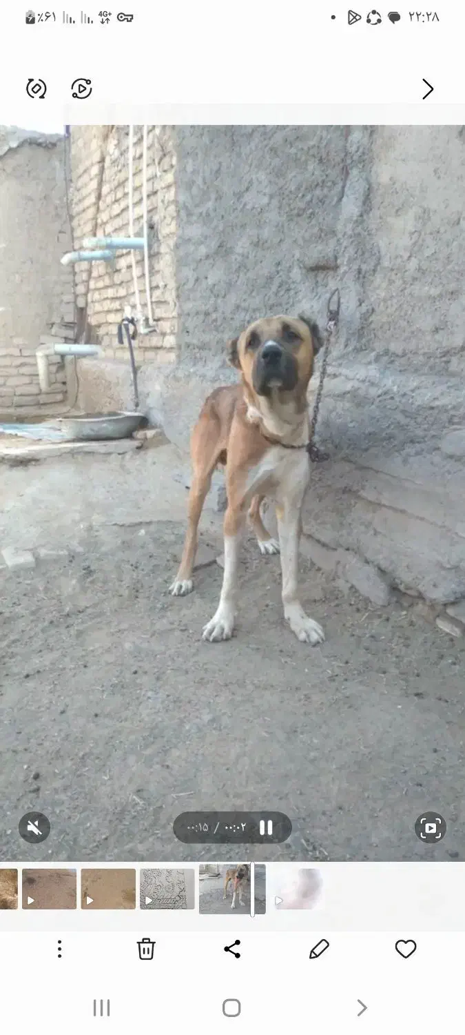 این سگ رو گم کردم هرکس دیده اطلاع بده|حیوانات|جوین, |دیوار