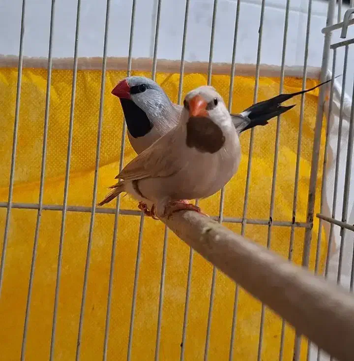 فنچ کرواتی و کینگ اخمو و زبرا رنگ عتیقه|پرنده|گلبهار, شهر جدید گلبهار|دیوار