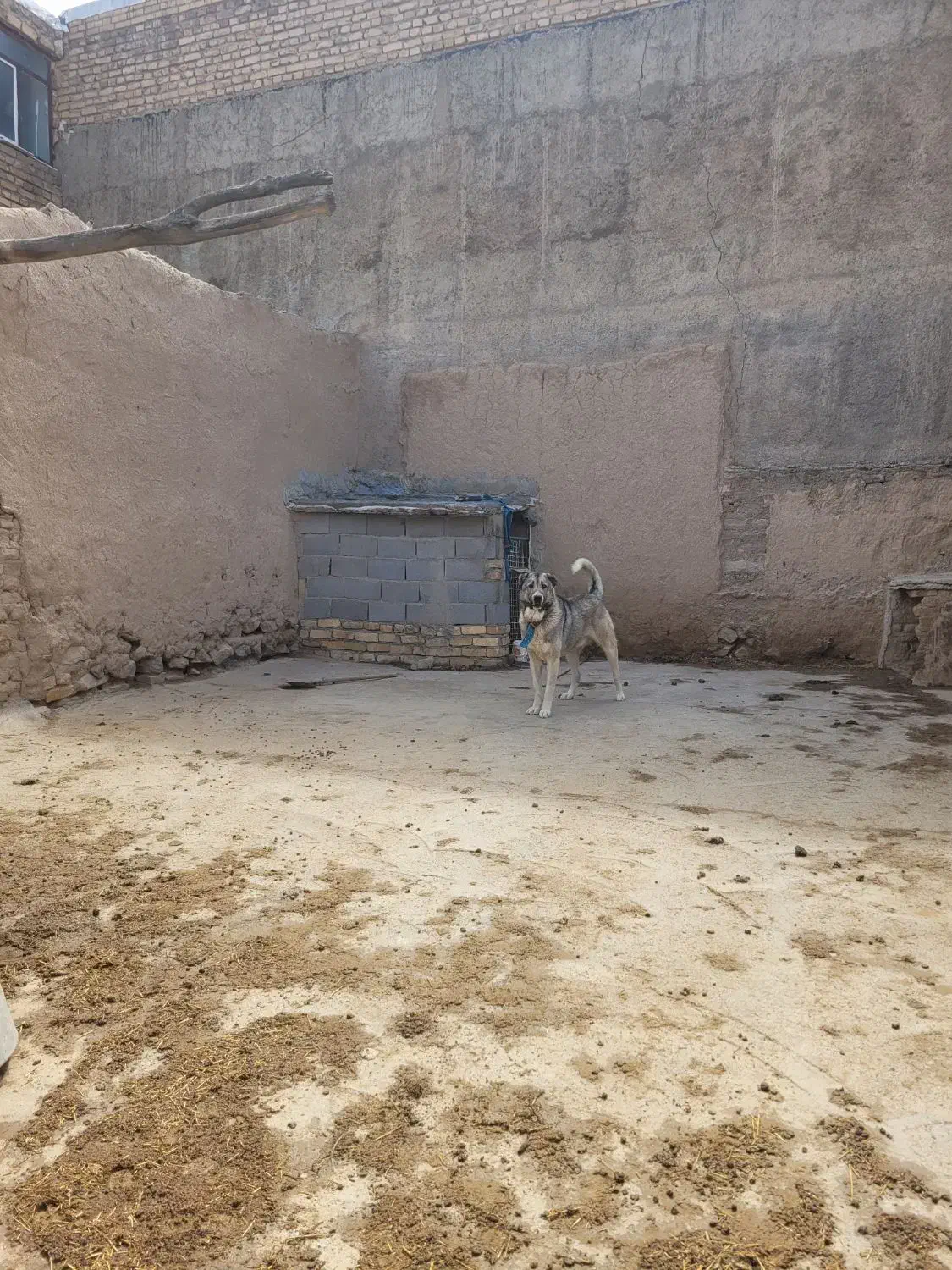 سگ سرابی|سگ|قوچان, |دیوار