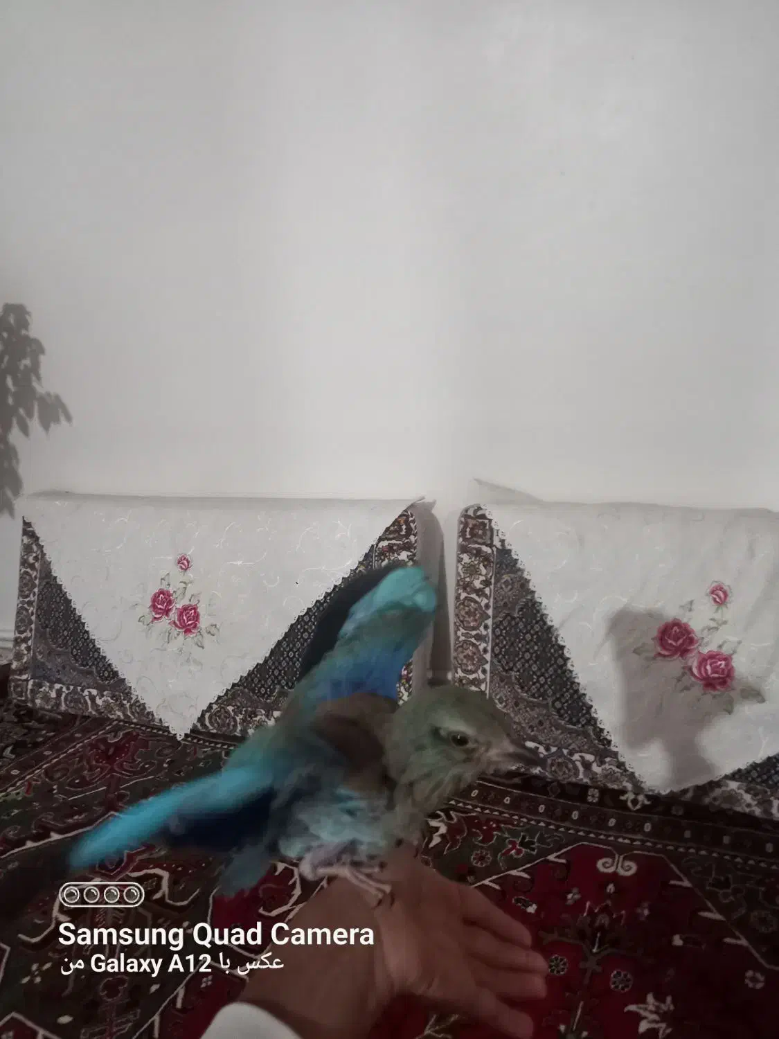 گمشده در حوالی میدان دادگستری پشت کمیته امداد|حیوانات|اهر, |دیوار