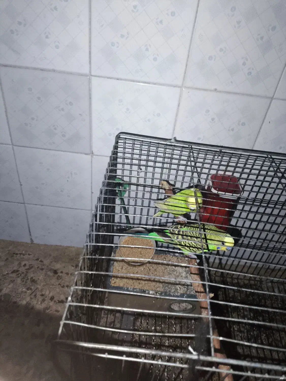 مرغ عشق سرو حال|پرنده|دهلران, |دیوار