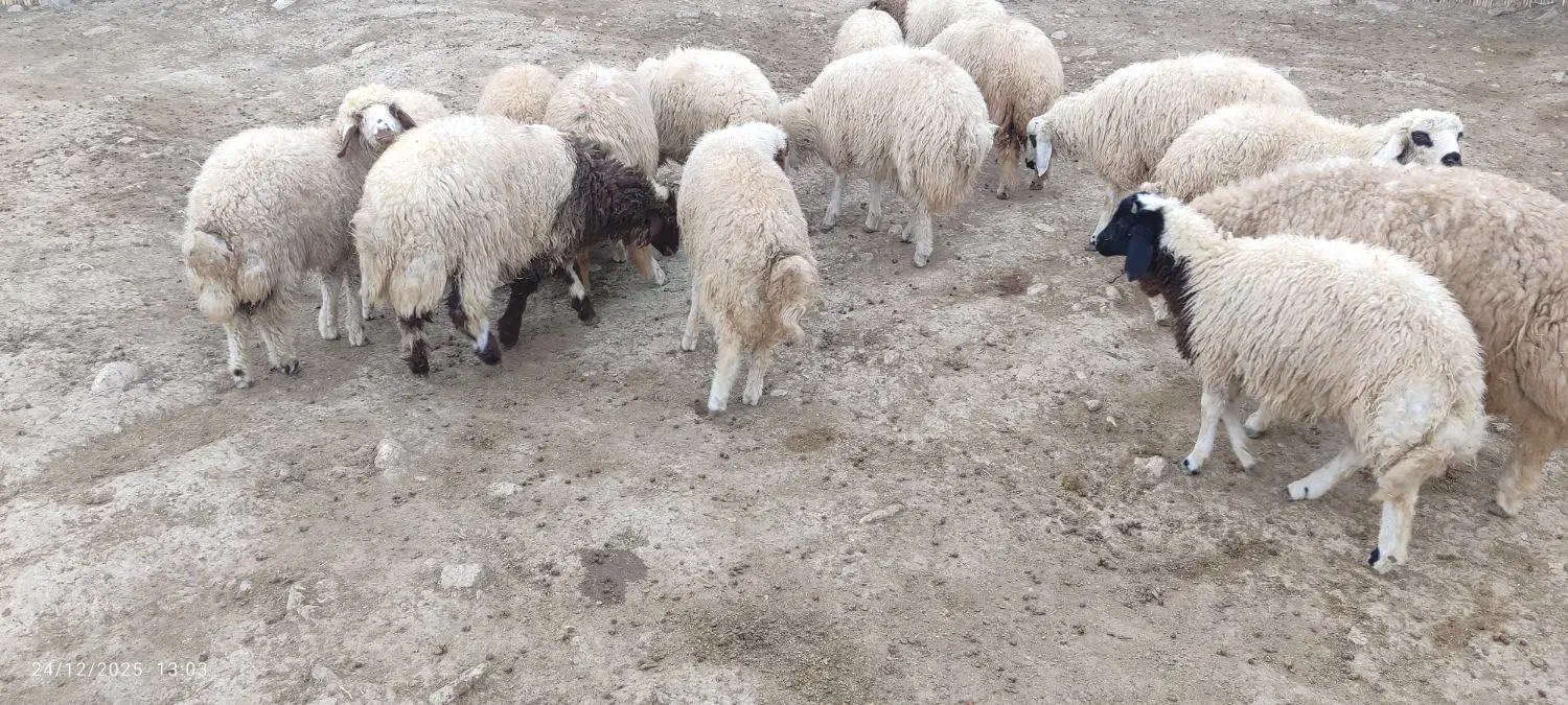 بره ..|حیوانات مزرعه|گیلان غرب, |دیوار