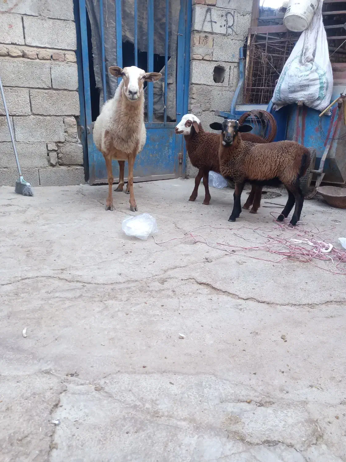 گوسفند رومانونف دوقلو|حیوانات مزرعه|گنبد کاووس, |دیوار