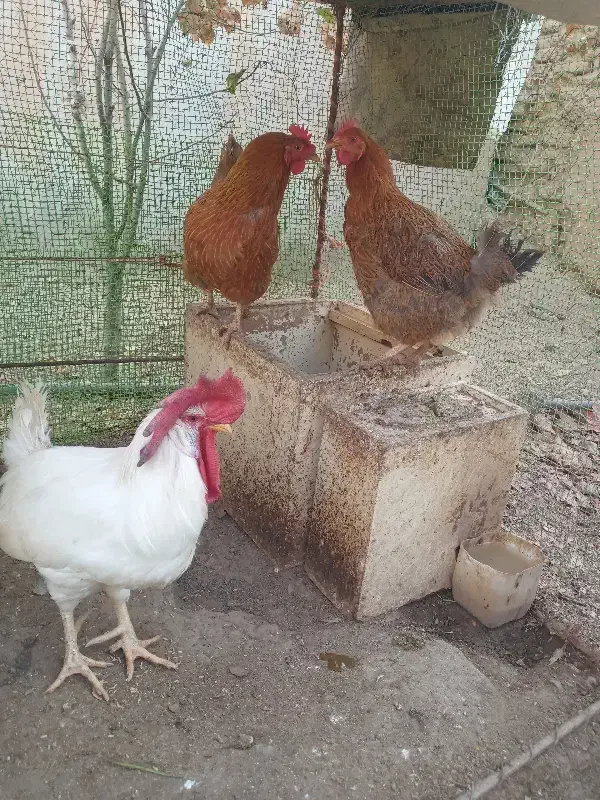 مرغ تخمگذار وخروس|حیوانات مزرعه|فامنین, |دیوار