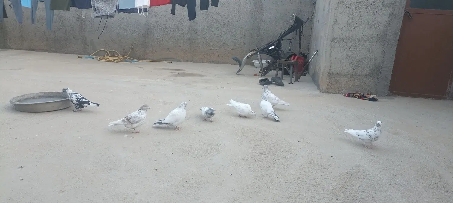 کبوتر|پرنده|بسطام, |دیوار