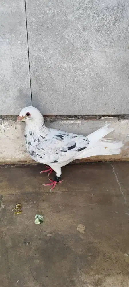 نر کوهی مست|پرنده|شوش, |دیوار