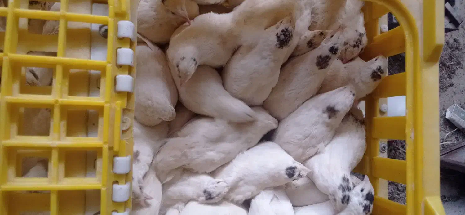 بلدرچین هلندی سفید بلدرچین نر ژاپنی تعداد 200عدد|حیوانات مزرعه|کهریزک, |دیوار