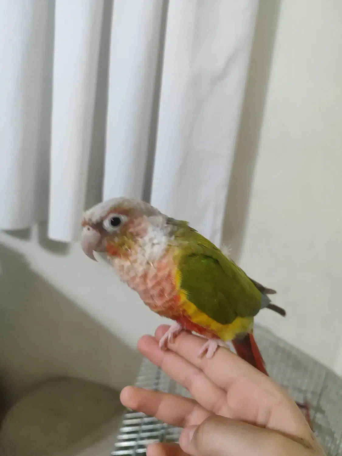 پرنده|پرنده|مبارکه, |دیوار