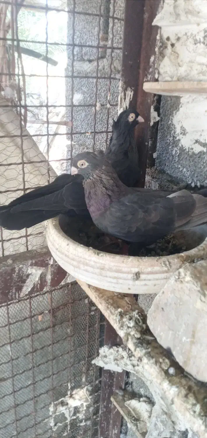 چندجفت کفترزاغ کلافه وزاغ صرب درجه یک|پرنده|جیرفت, |دیوار