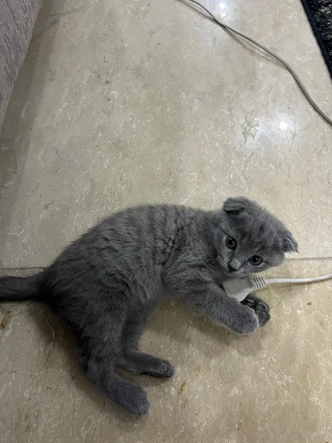 گربه اسکاتیش|گربه|تهران, اسکندری|دیوار