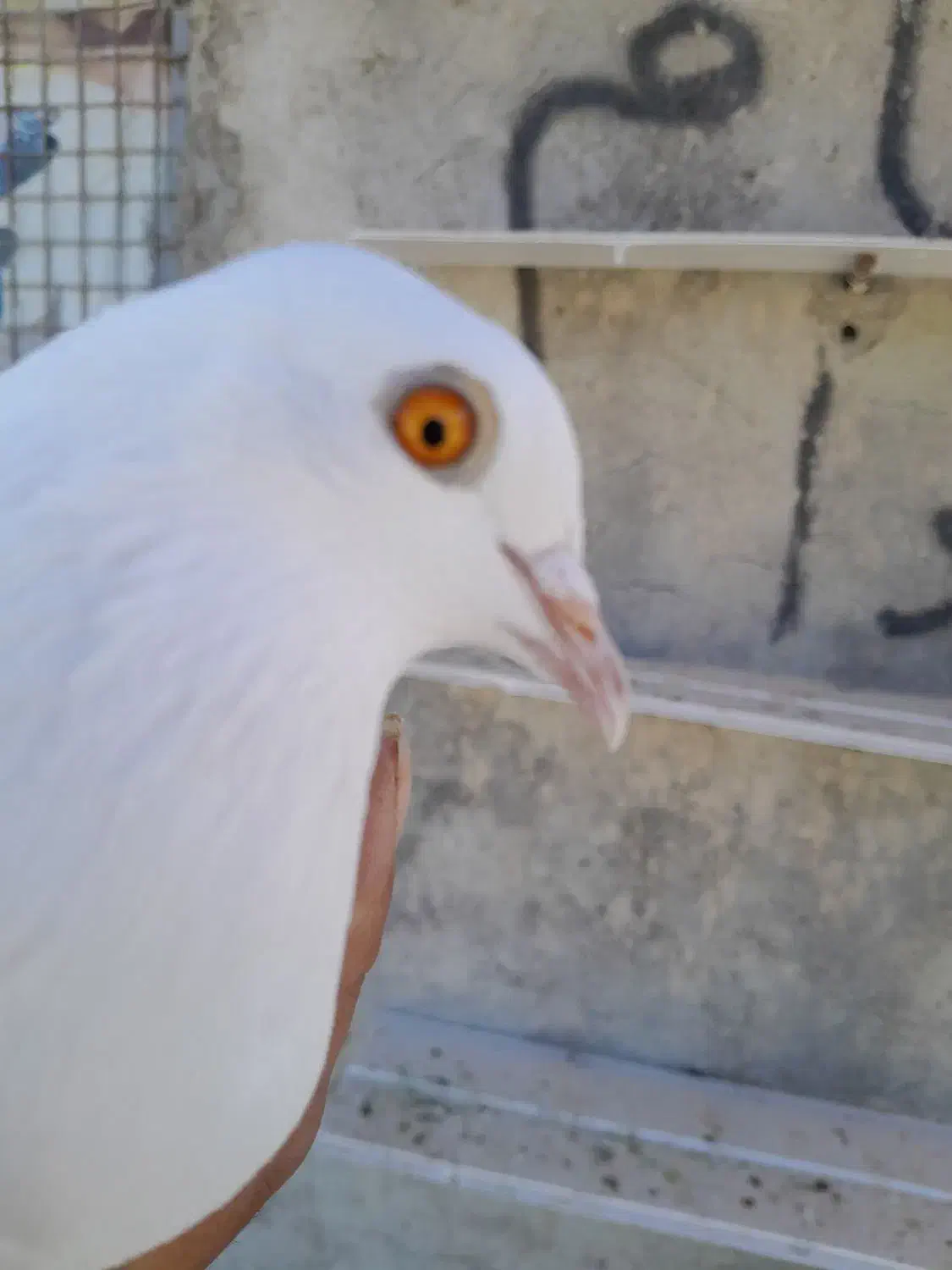 هفت عدد پتی بالا ودو عدد انگلیسی|پرنده|قره چای, |دیوار