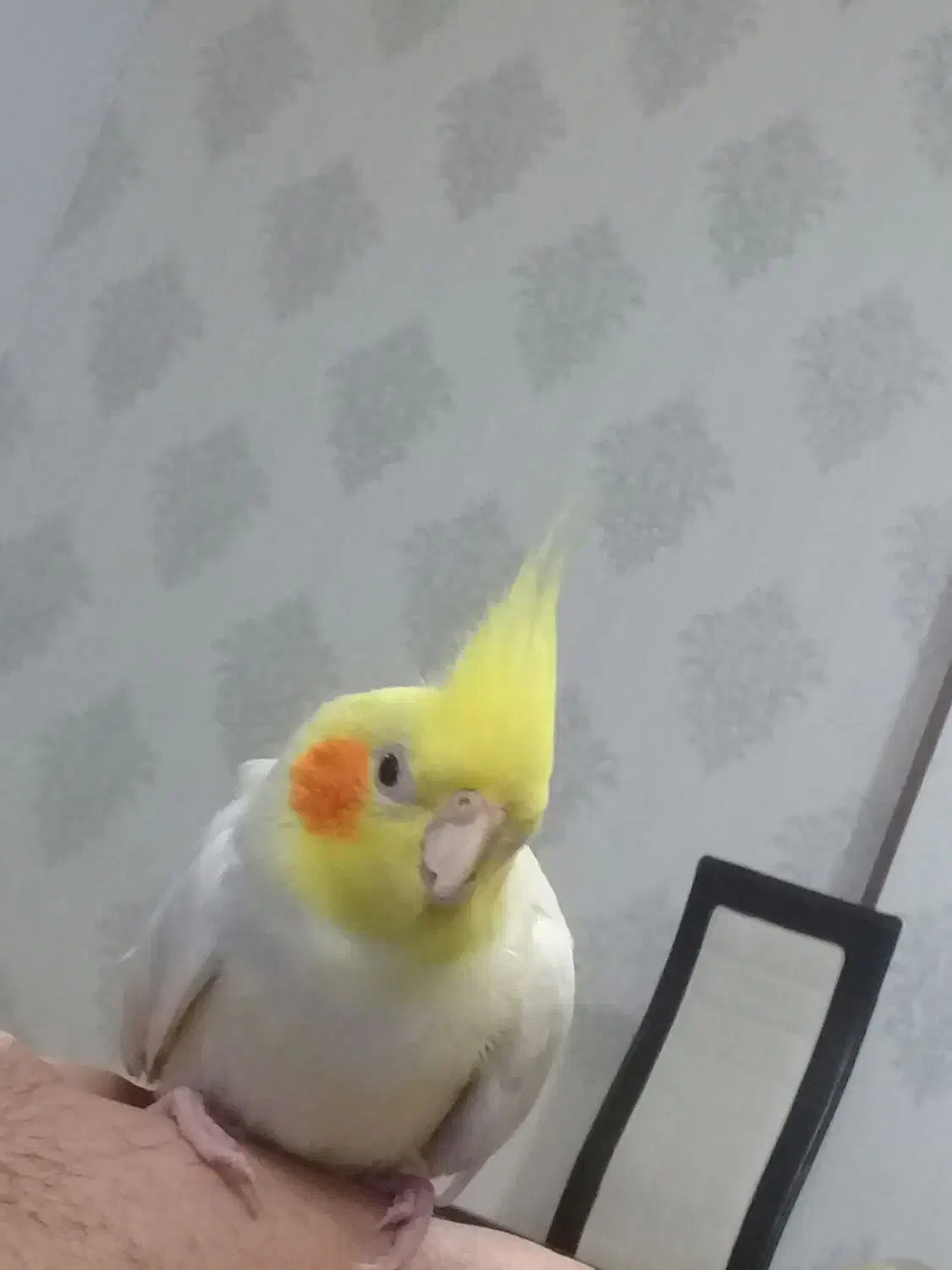 عروس هلندی|پرنده|بجنورد, |دیوار