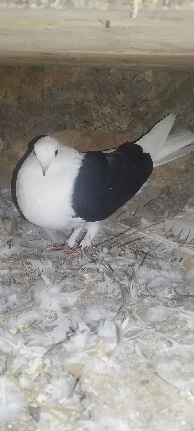 دوکت ماده نوک جم،رزن|پرنده|درگزین, |دیوار