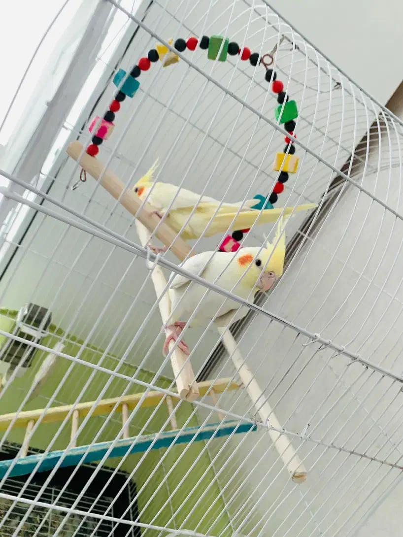 ۲تا عروس هلندی فول رام|پرنده|اشنویه, |دیوار