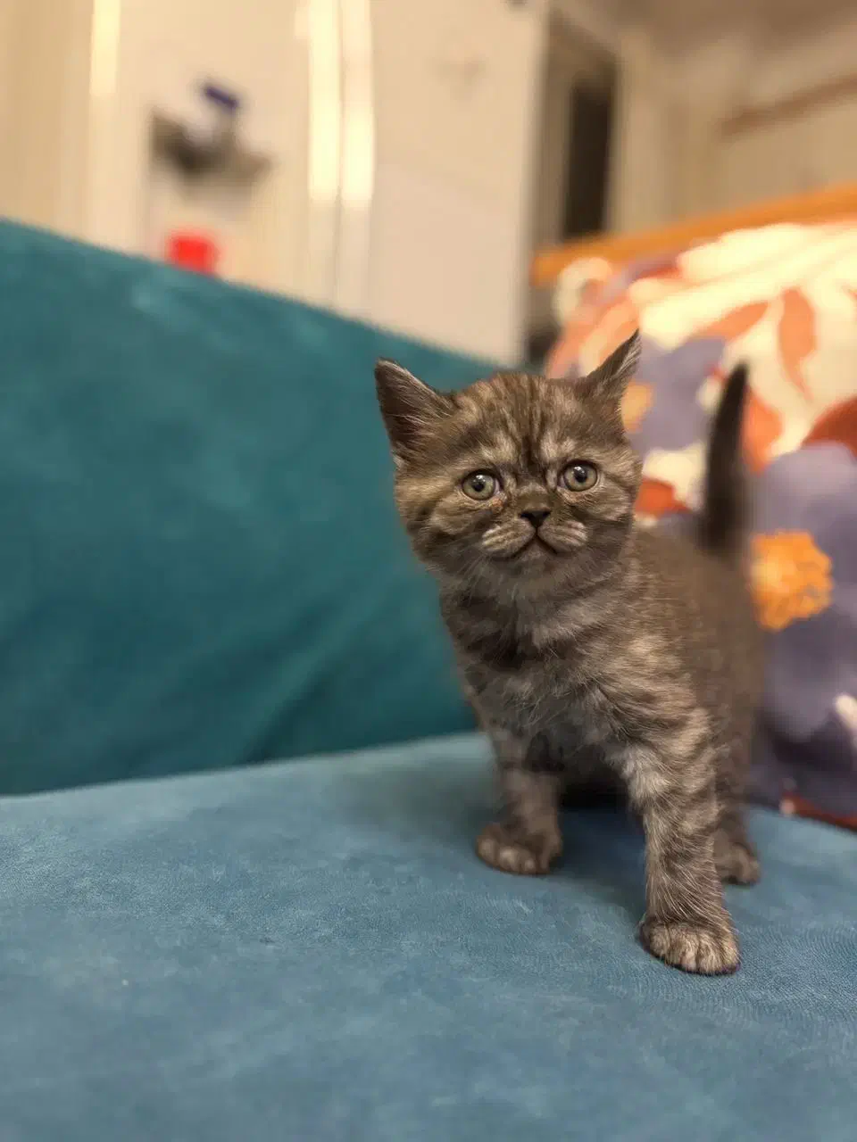 گربه بریتیش|گربه|رشت, توشیبا|دیوار