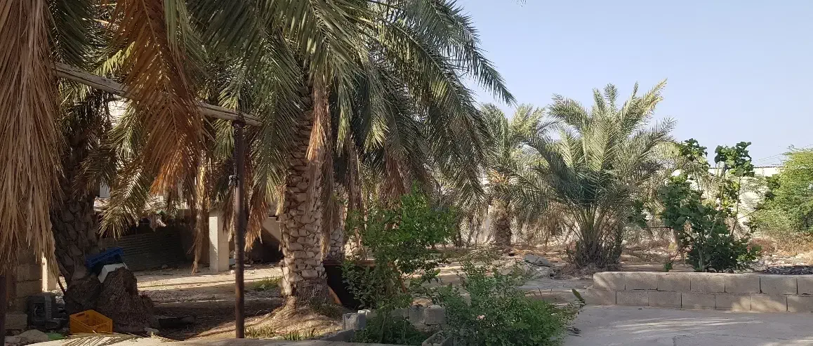 استخدام باغبان ماهر برای هرس نخل|استخدام سرایداری و نظافت|بندر کنگان, |دیوار