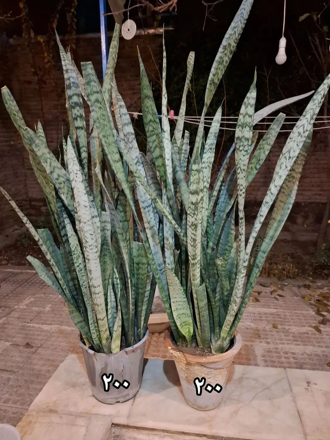 گل های زیبا قیمت مناسب|گل و گیاه طبیعی|مراغه, |دیوار