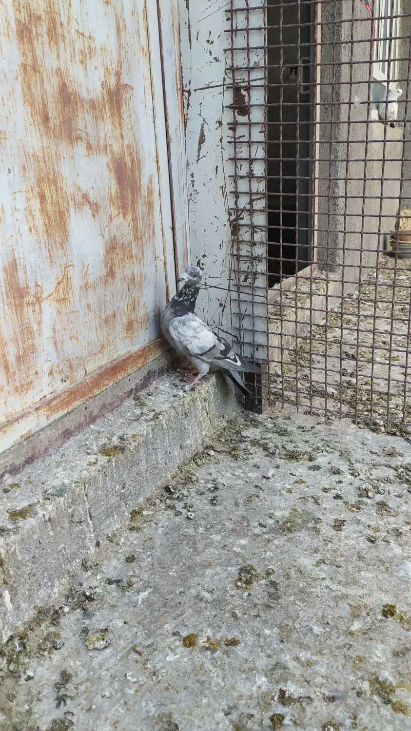 کبوتر پلاکی|پرنده|اردکان, |دیوار