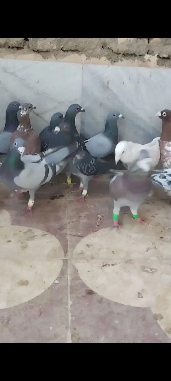 ۱۵تا پلاکی نر|پرنده|شیراز, کاراندیش|دیوار