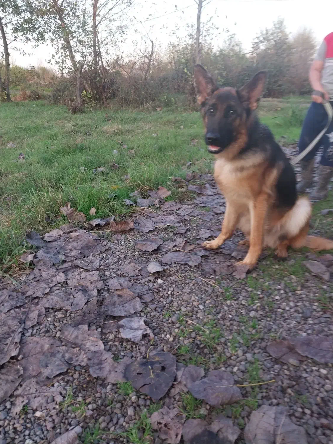 سلام سگ ژرمن یک ساله|سگ|کوچصفهان, |دیوار