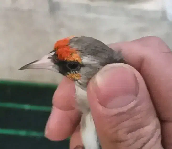 سهره نرشوربخون جفتی قناری|پرنده|یزد, |دیوار