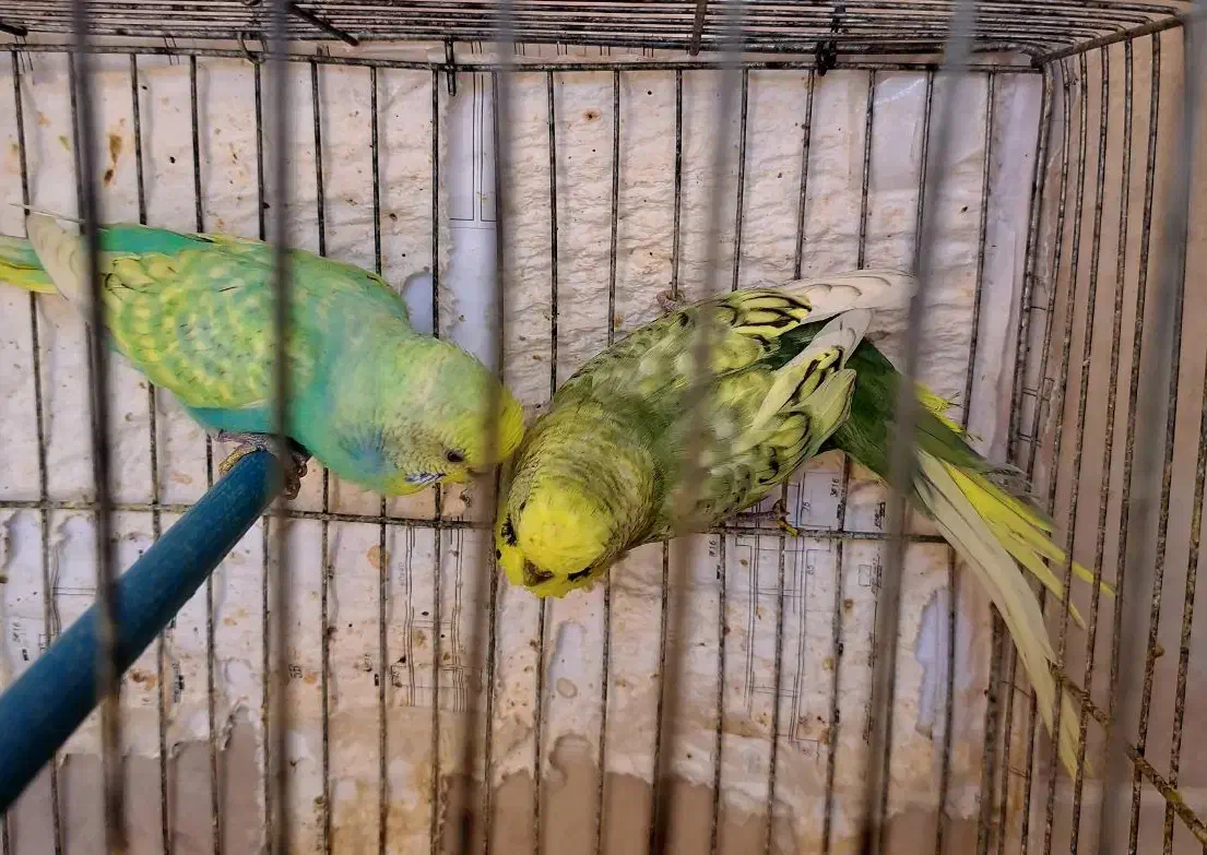 جفت مرغ عشق اسپانگل و رنگین کمانی|پرنده|شیراز, آزادی|دیوار