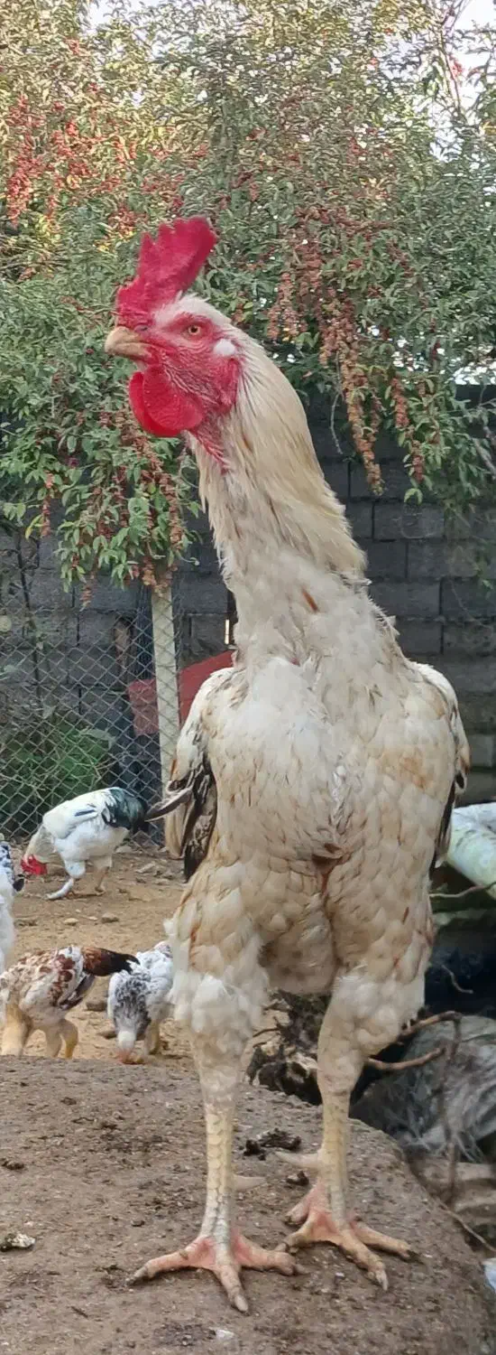 خروس لاری|حیوانات مزرعه|رشت, آتشگاه|دیوار