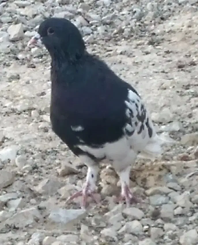 کبوتر|پرنده|نورآباد ممسنی, |دیوار