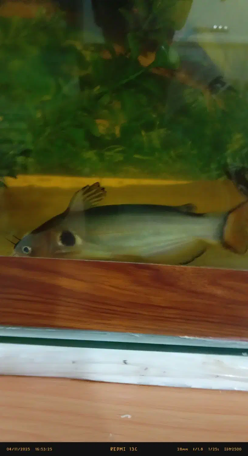 ماهی اکواریومی|ماهی|زابل, |دیوار