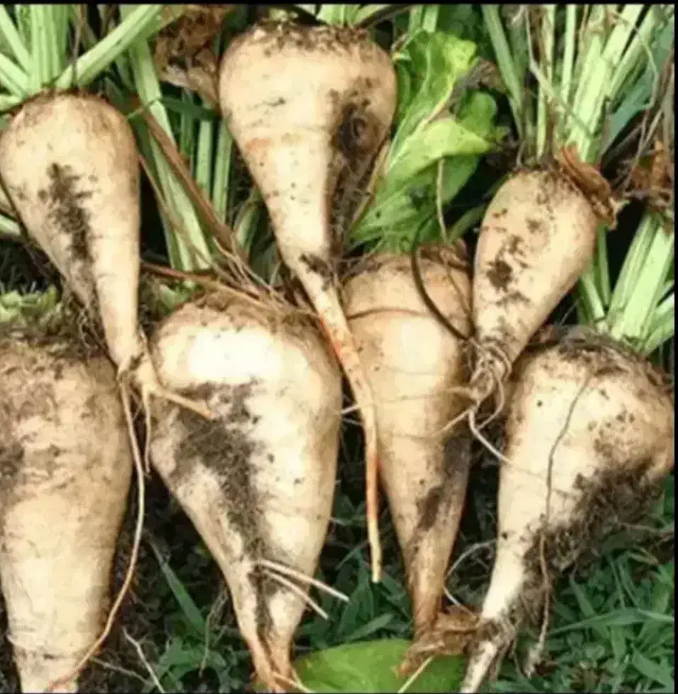 چغندر قند|خدمات باغبانی و درختکاری|فامنین, |دیوار